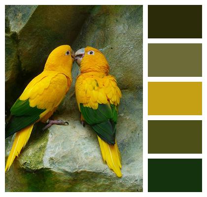 Bird Couple Golden Parakeets Pair Image